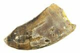Serrated, Fossil Tyrannosaur (Nanotyrannus?) Tooth - Wyoming #299763-1